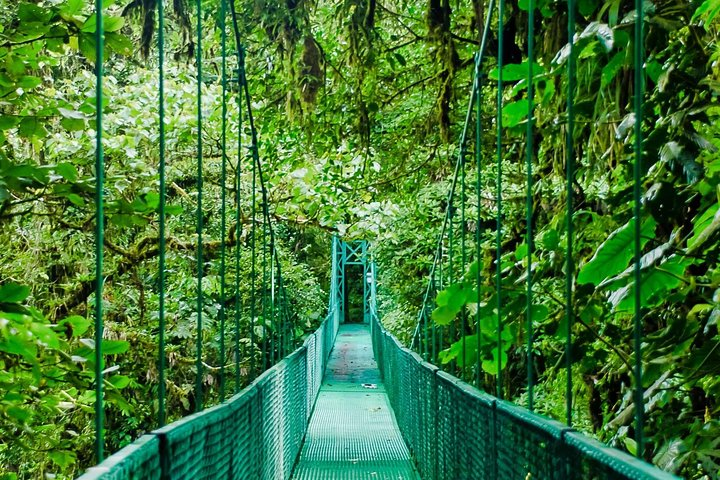 Selvatura Park Hanging Bridge Tour in Monteverde - Photo 1 of 4